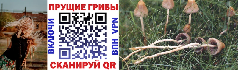 Псилоцибиновые грибы Psilocybe  купить наркотик  Дедовск 